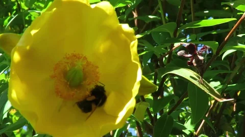 Bee In The Flower  Stock Footage 120427044