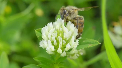A bee on a flower Stock Footage 121249052