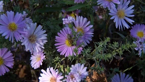 Bee on flower Stockbeeldmateriaal 126084288