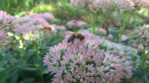 Bee on the flower Stock Footage 126159057