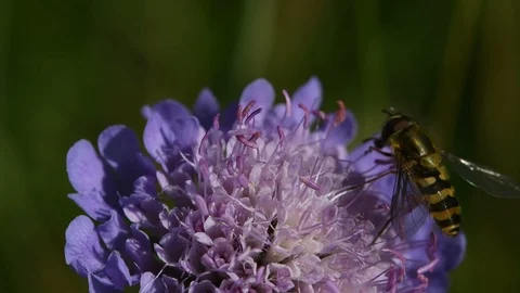 Bee on a flower Stock Footage 126700083