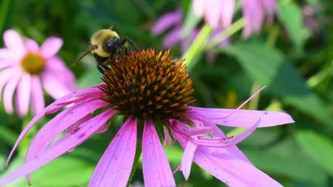 Bee on a flower Stock Footage 128147949
