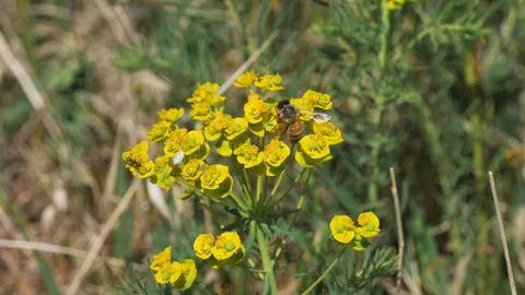 Bee on the flower Stock Footage 129117974