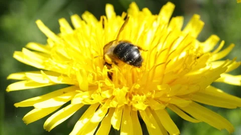 Bee in flower Video stock 131401751