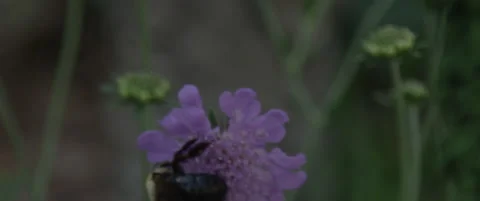 Bee on a flower Stock Footage 137033684