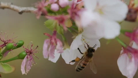 Bee on Flower Stock Footage 138740981