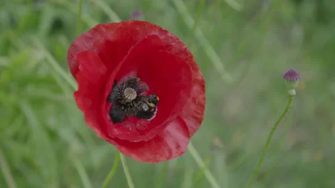 Bee &amp; flower 動画素材 139238188