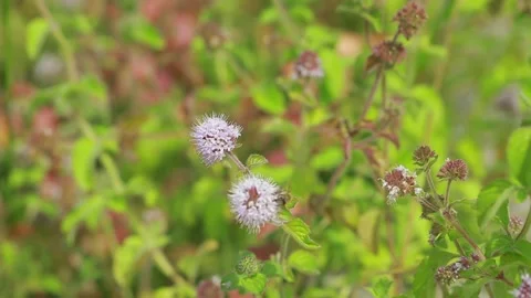 Bee on the flower Vidéo 139298977