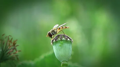 Bee on the flower Stock Footage 140332745