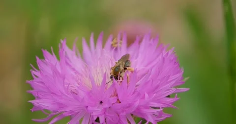 Bee on flower Stock Footage 142510962