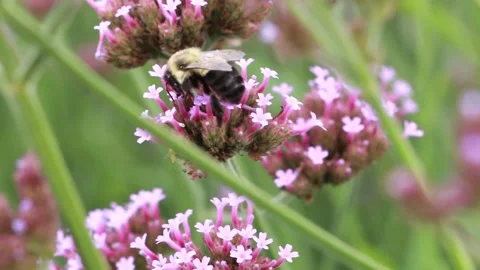Bee on a flower Stock Footage 146545464