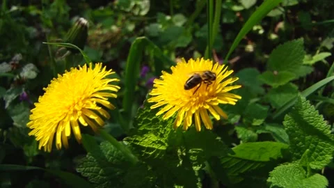 Bee on the flower Stock Footage 150702867