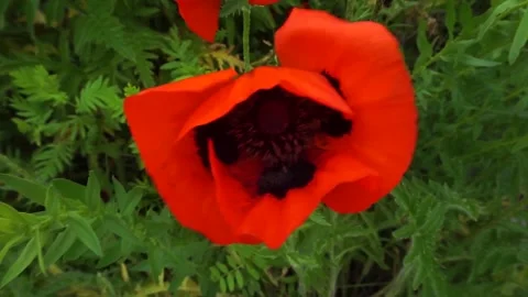 Bee on a flower Видео 156033407
