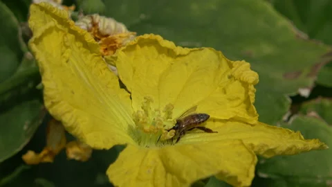 Bee on flower Stock Footage 159817830