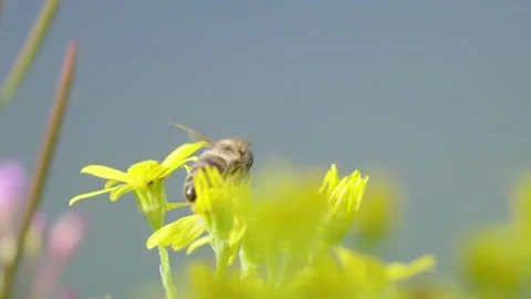 Bee on flower Stock Footage 163274921