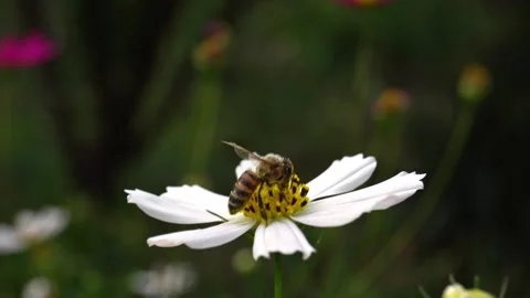 Bee on a flower Stock Footage 167888409