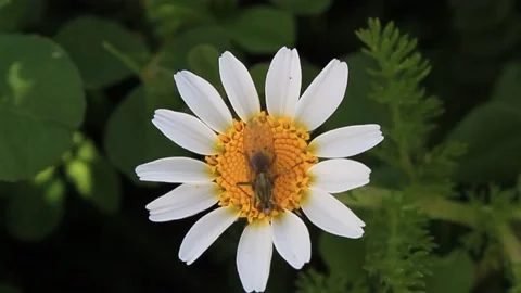 Bee on flower Stock-Footage 195277977