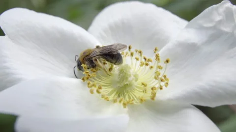 Bee on flower 库存影片 197065918