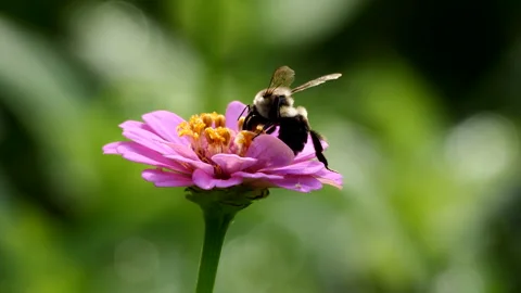 Bee on flower Stockbeeldmateriaal 202614607