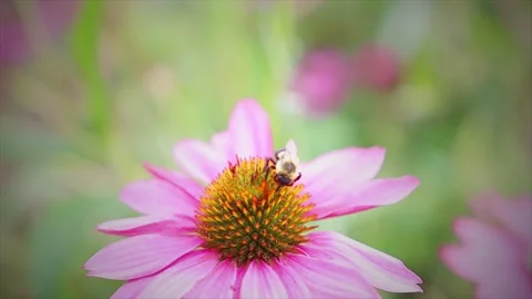 Bee on flower Stock Footage 207490132