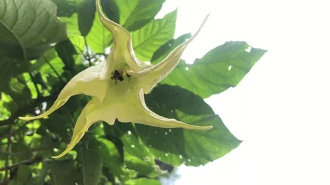 Bee on FLower Stock Footage 216903133