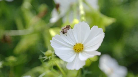 Bee on Flower Stock Footage 221194961