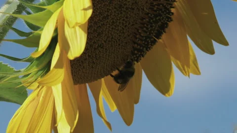 A bee on a flower Stock Footage 233902218