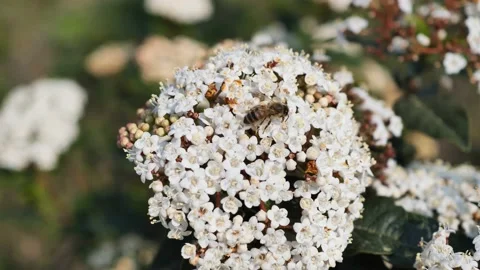 Bee on flower Stock Footage 236565125