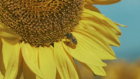 A bee on a flower Stock Footage 249639888