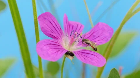 Bee on flower 스톡 동영상 249668049