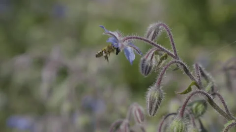 Bee on a Flower Stock Footage 264879137