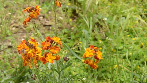 Bee on flower Stock Footage 276544790