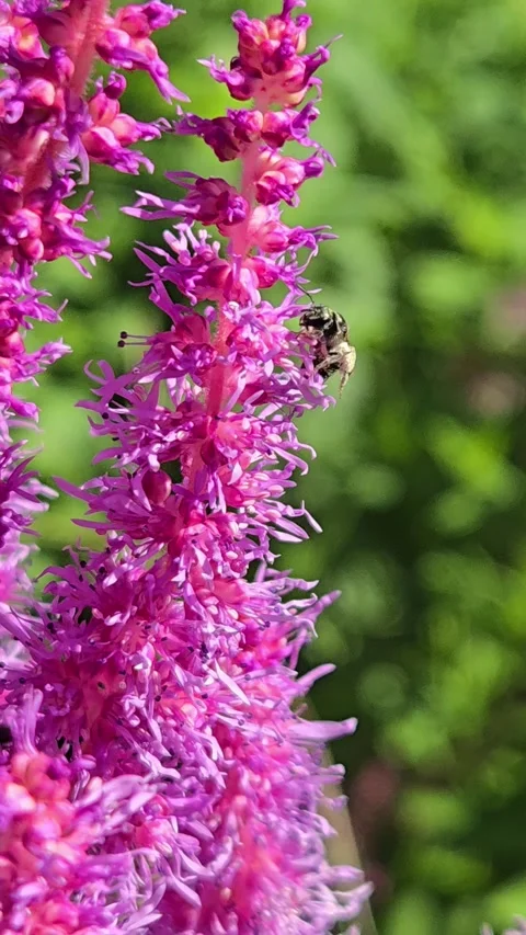 Bee on a Flower Video stock 281337691