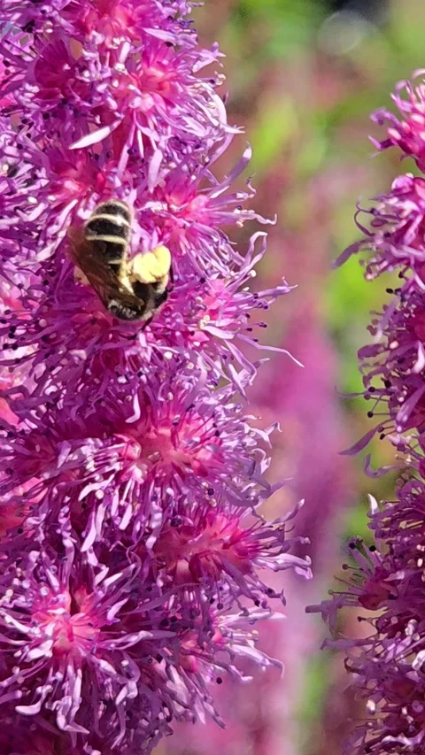 Bee on a Flower Video stock 281337729