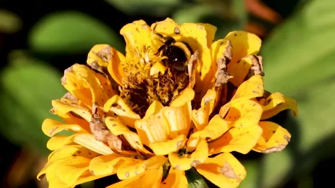 Bee on a flower Stock Footage 283411874