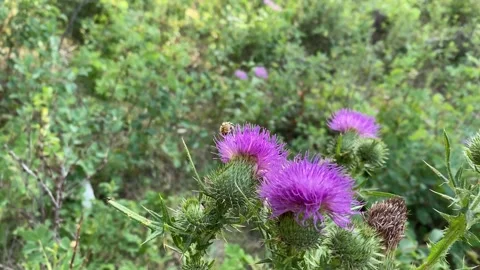 Bee on Flower Video stock 285588361