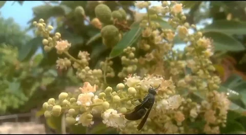 Bee on a flower Stock Footage 290499367