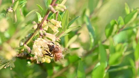 Bee on a flower Stock Footage 306247103