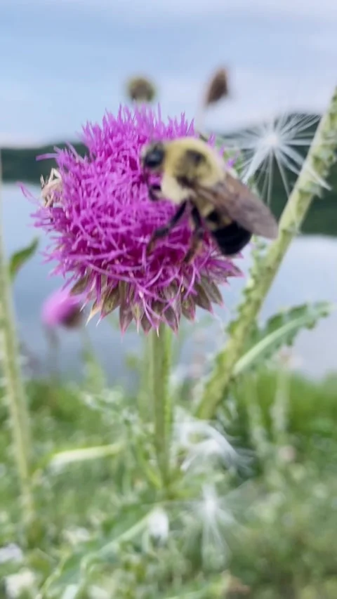 Bee on Flower Stock Footage 311336088