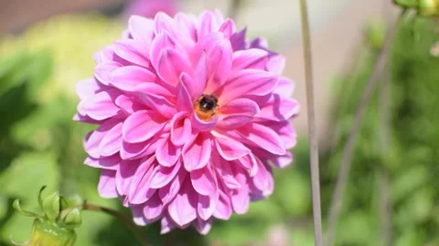 BEE FLOWER 库存影片 314330145