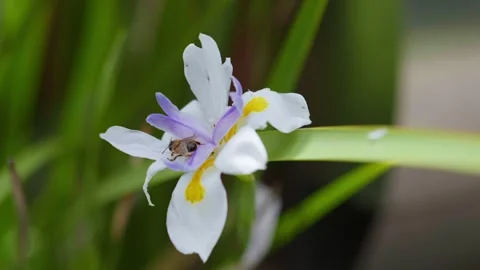 Bee in Flower 動画素材 321092524