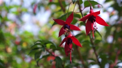 Bee on flower fuchsia Stockbeeldmateriaal 43806381