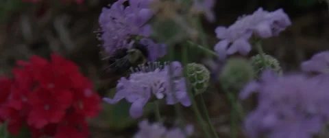 Bee In flower garden Stock Footage 137040912