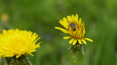 Bee on the flower in the garden Stock Footage 138688938