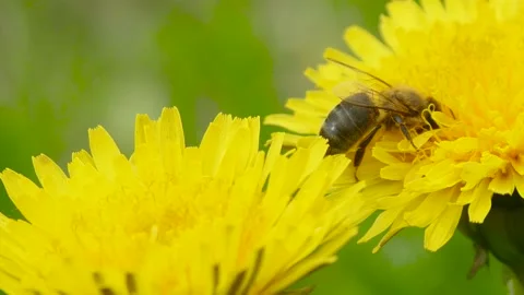 Bee on the flower in garden 스톡 동영상 138689243