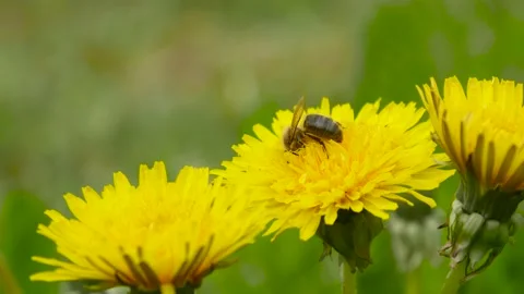 Bee on the flower in the garden Stock Footage 138689287