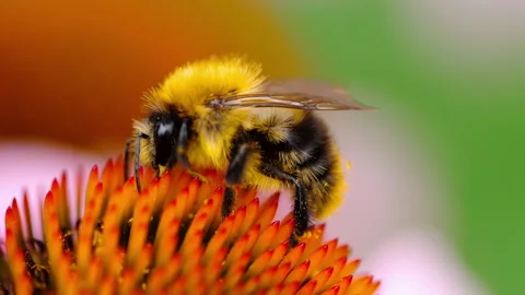 Bee on flower in the garden Stock Footage 139352513