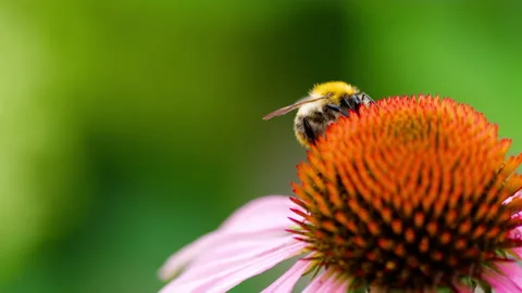 Bee on flower in the garden Stock Footage 147440600
