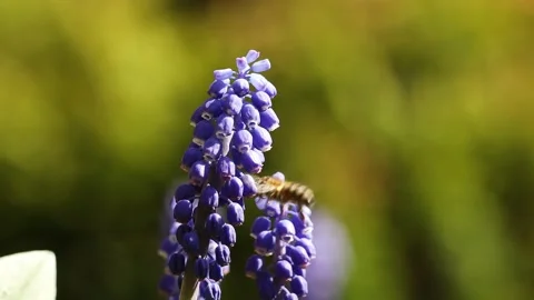 A bee on a flower in the garden Stock Footage 153204985