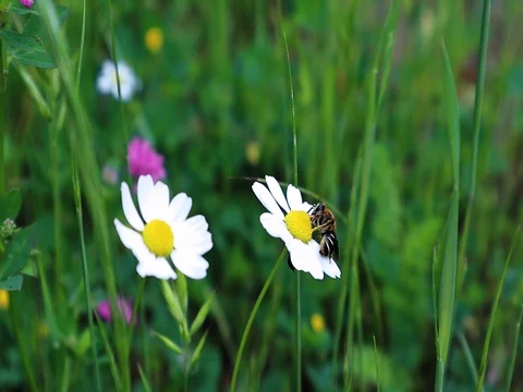 Bee on a flower, getting honey, chamomile, daisy flower, plant Stock Footage 107881008